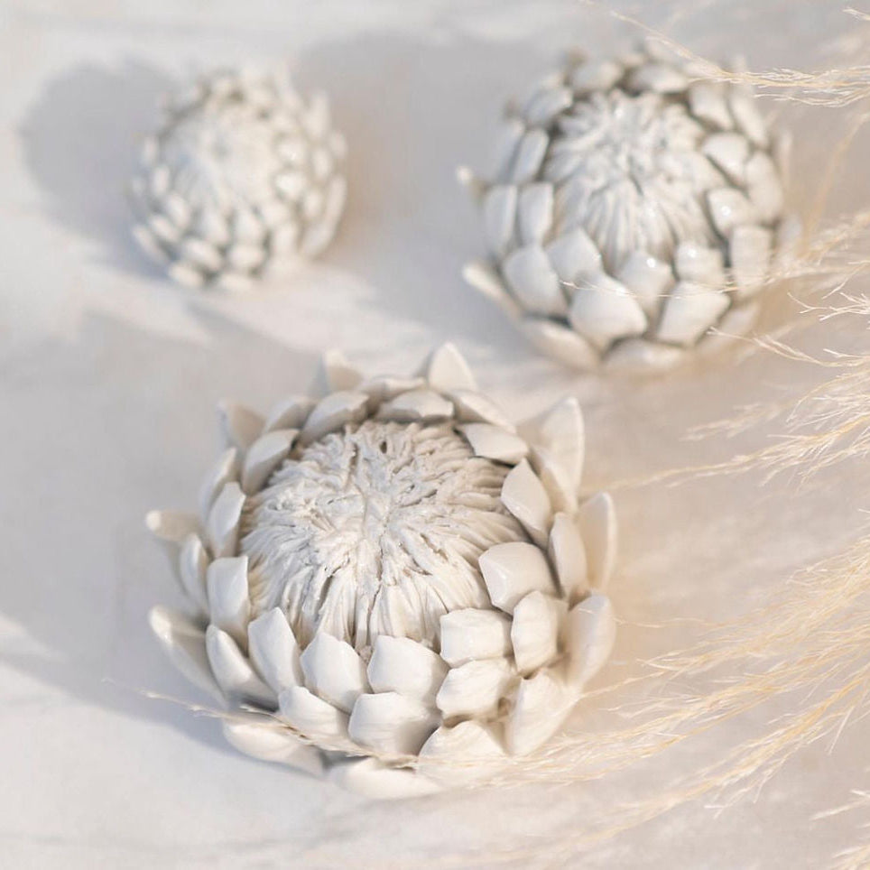 Essential King Protea For Essential Oils