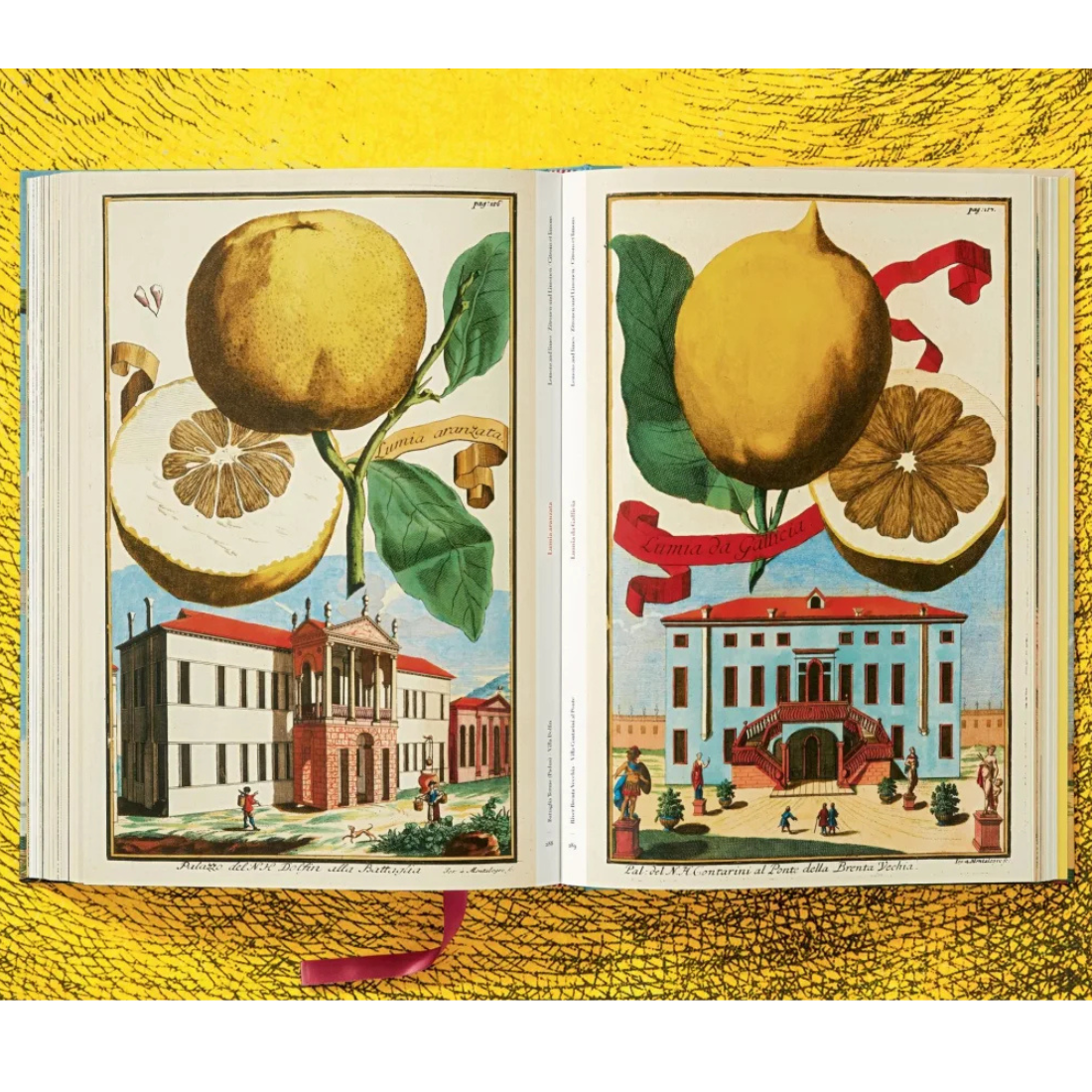 J. C. Volkamer. The Book of Citrus Fruits XXL