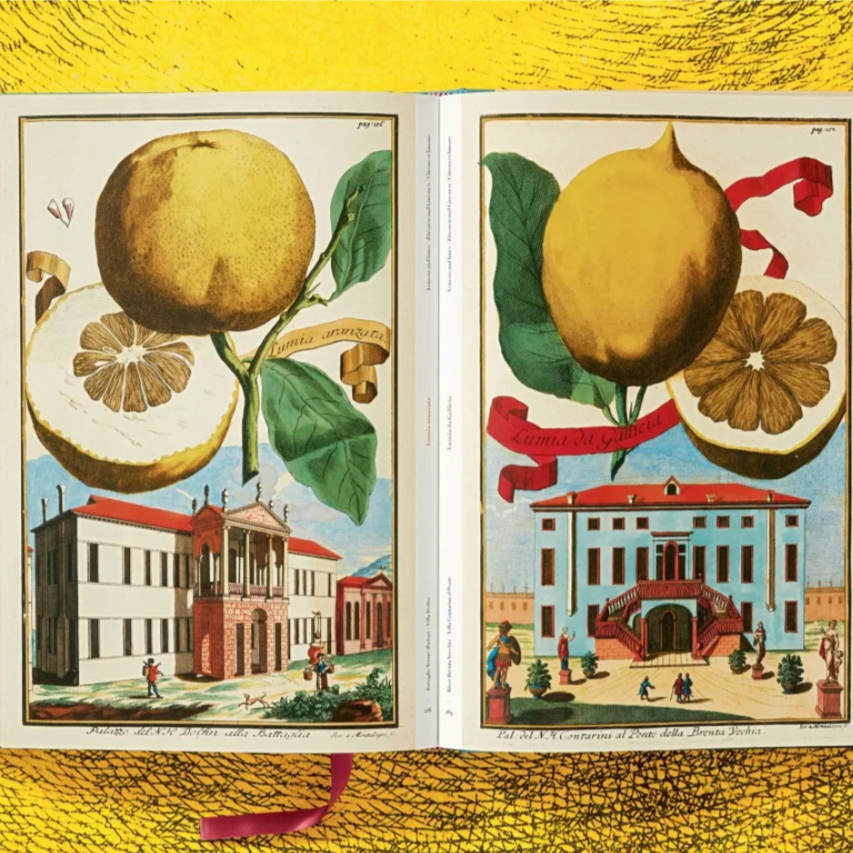 J. C. Volkamer. The Book of Citrus Fruits XXL