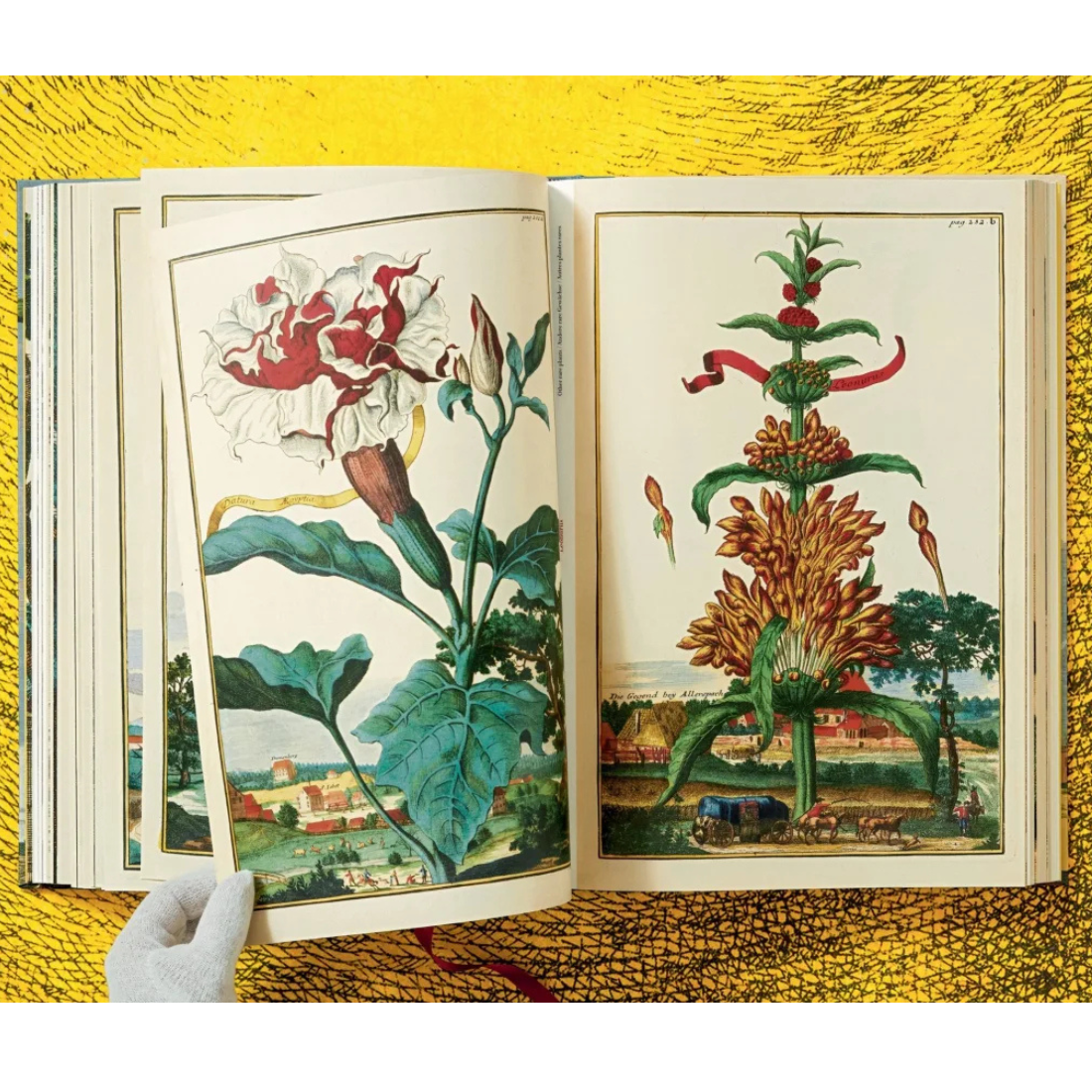 J. C. Volkamer. The Book of Citrus Fruits XXL