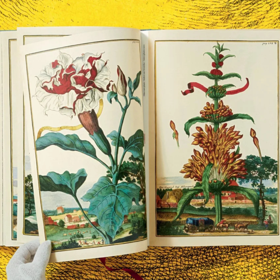 J. C. Volkamer. The Book of Citrus Fruits XXL