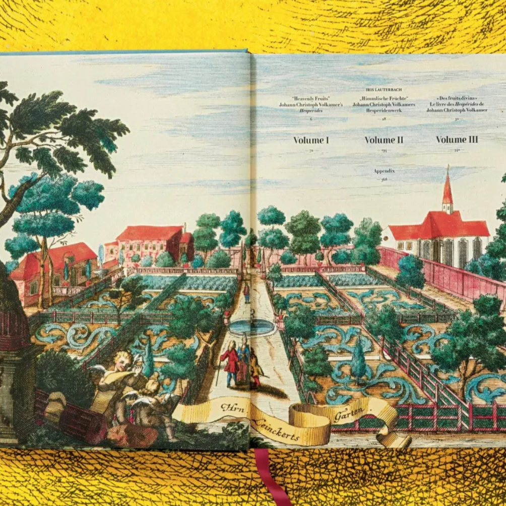 J. C. Volkamer. The Book of Citrus Fruits XXL