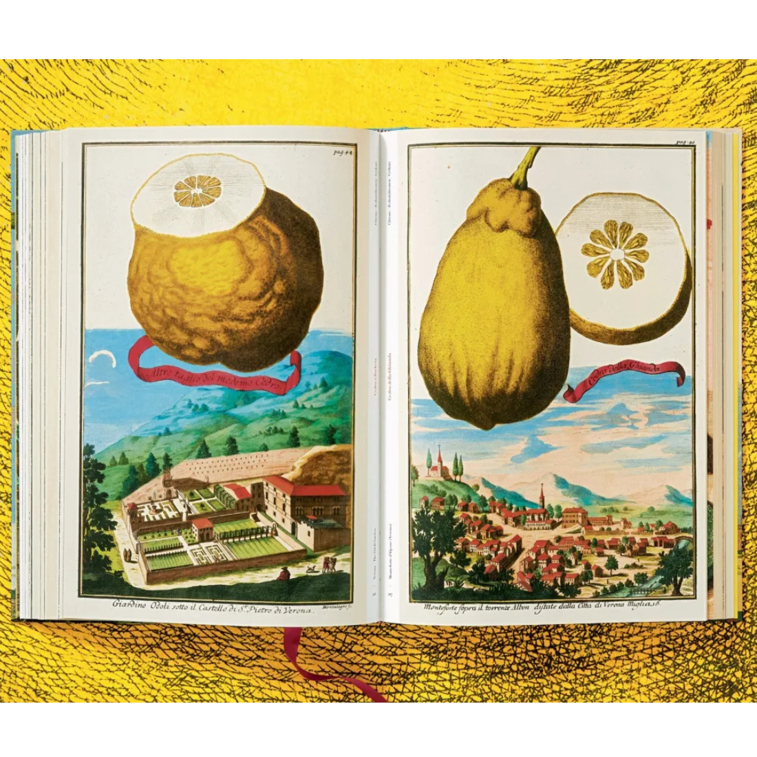 J. C. Volkamer. The Book of Citrus Fruits XXL