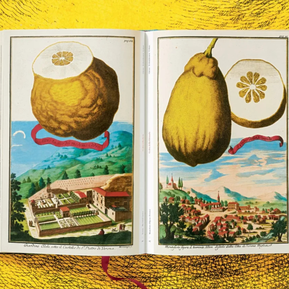 J. C. Volkamer. The Book of Citrus Fruits XXL