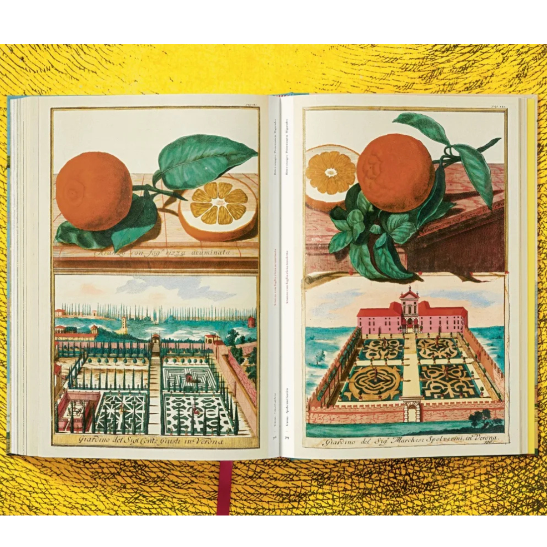 J. C. Volkamer. The Book of Citrus Fruits XXL
