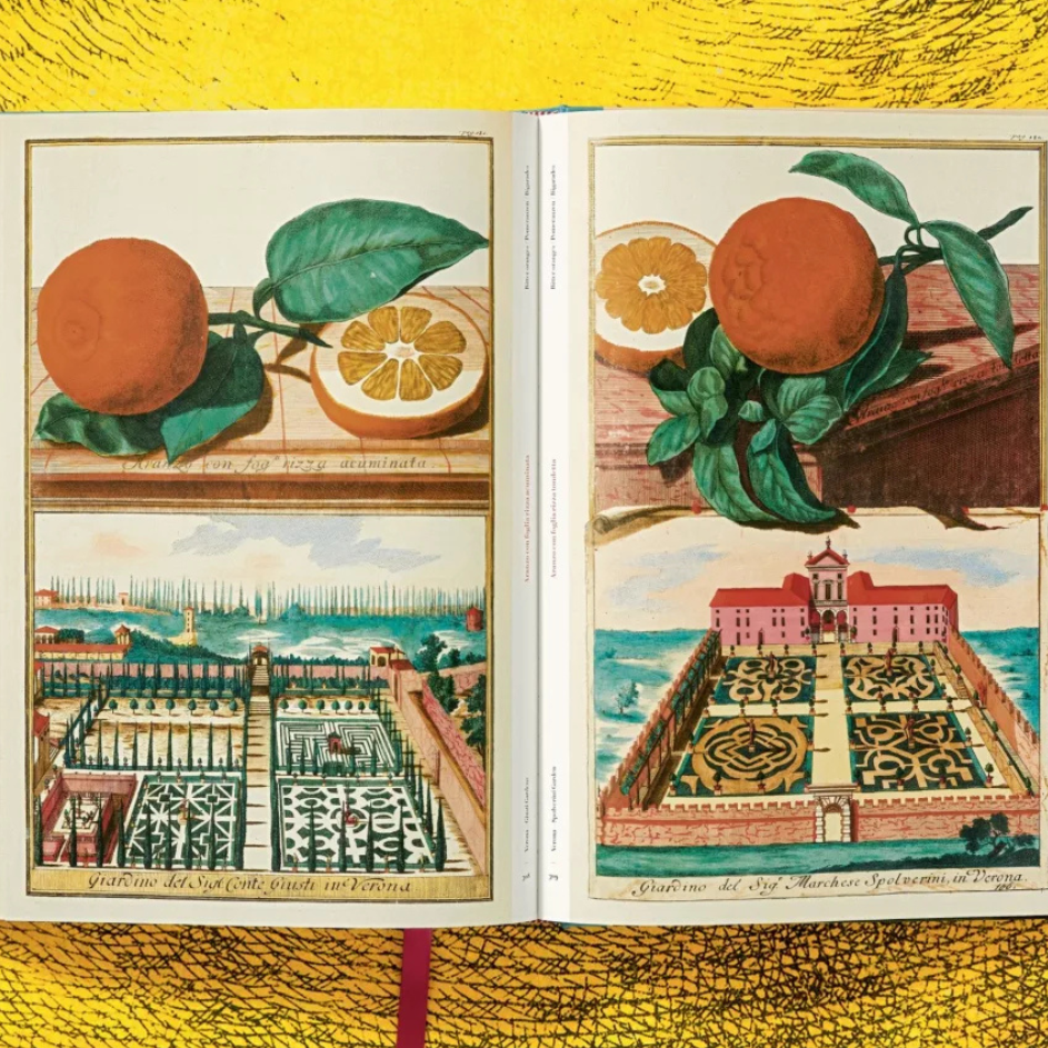 J. C. Volkamer. The Book of Citrus Fruits XXL