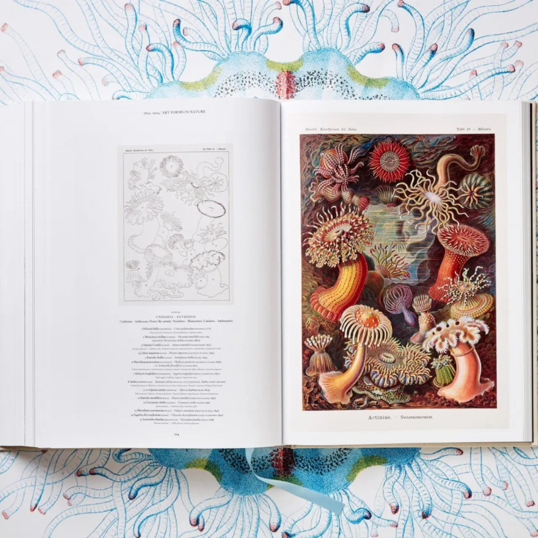 The Art and Science of Ernst Haeckel XXL