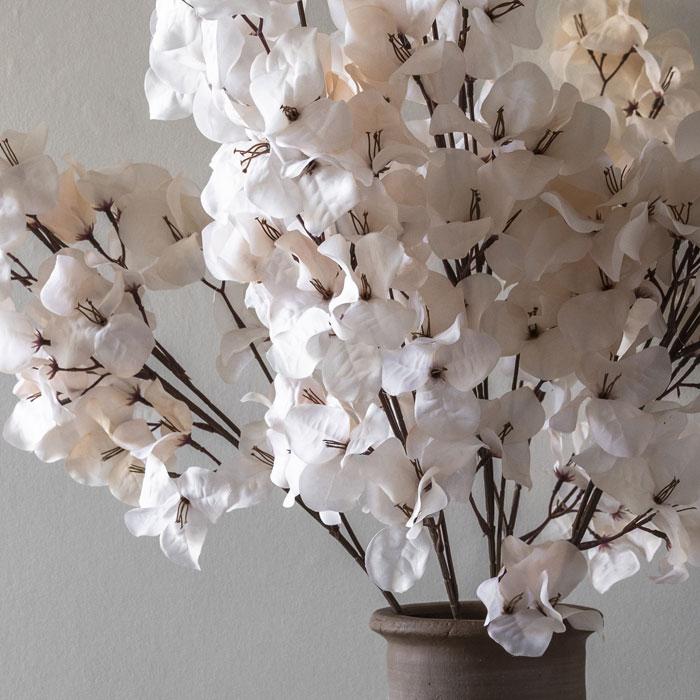 Bougainvillea, Blush