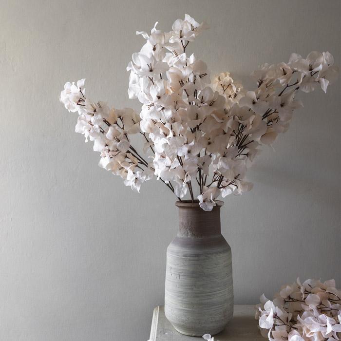 Bougainvillea, Blush