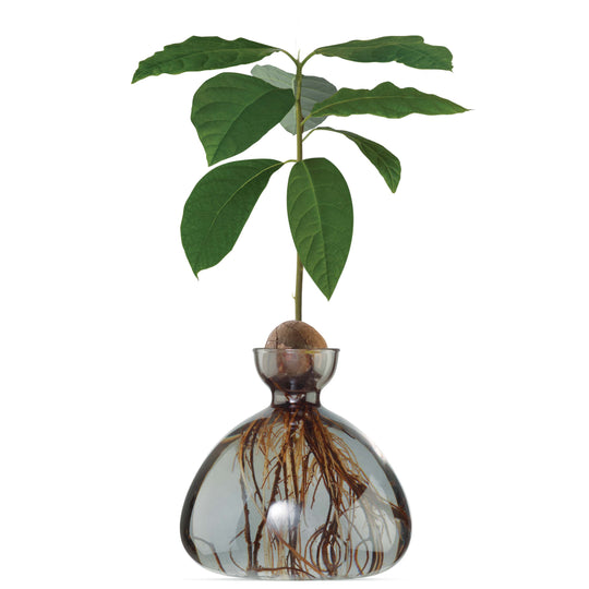 Avocado Vase - Smokey Grey
