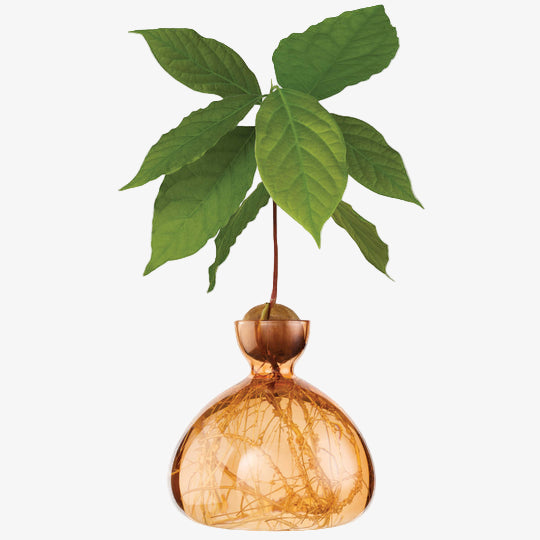 Acorn Vase Coloured Sweet (Apricot)