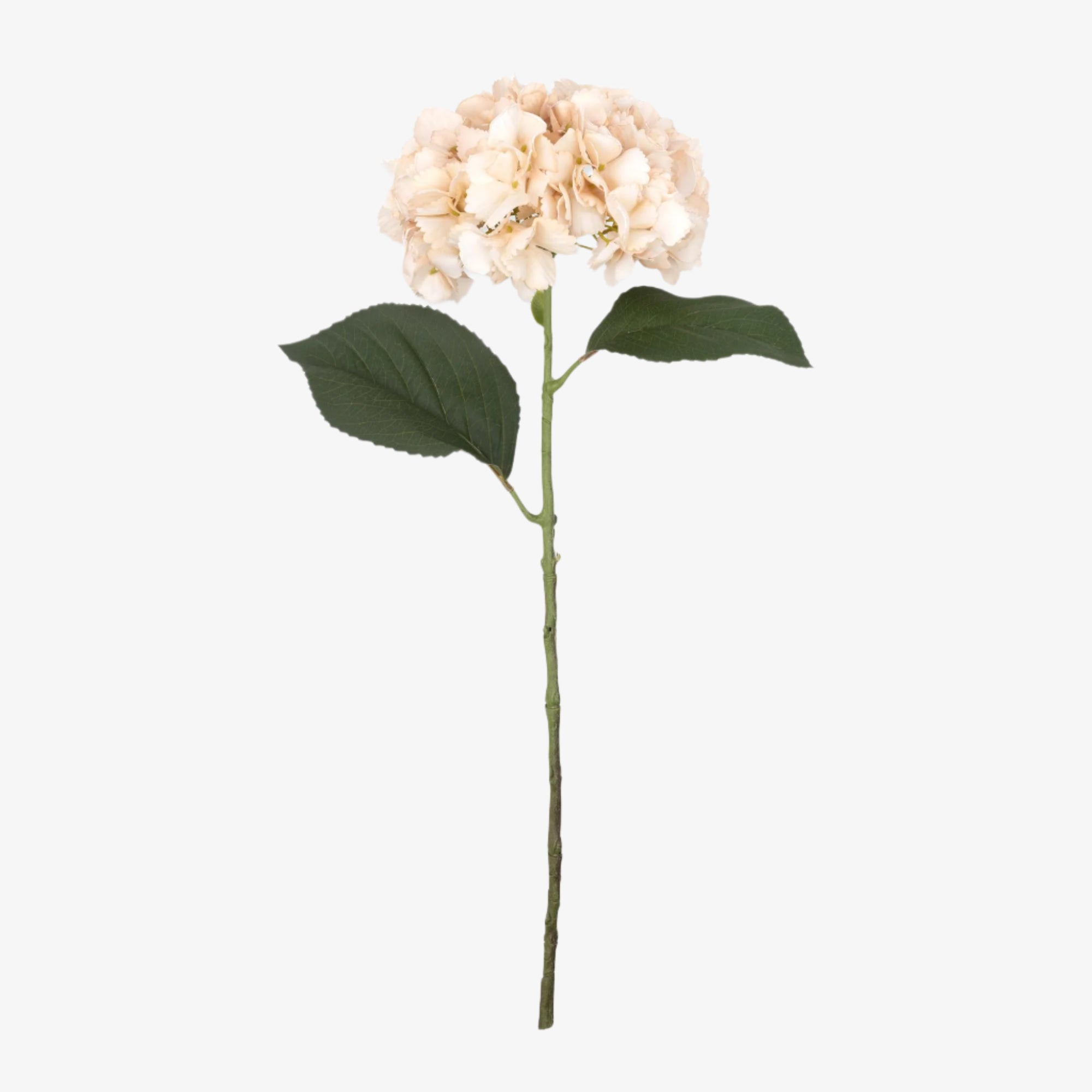 Hydrangea Vanilla Stem