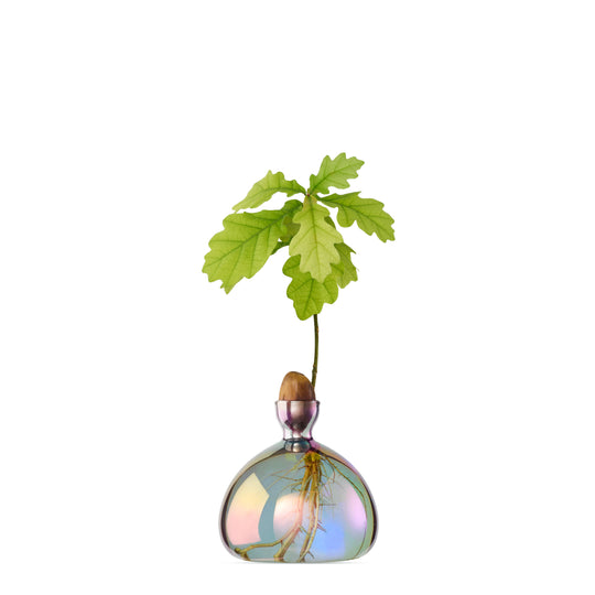 Acorn Vase - Cosmic Vega