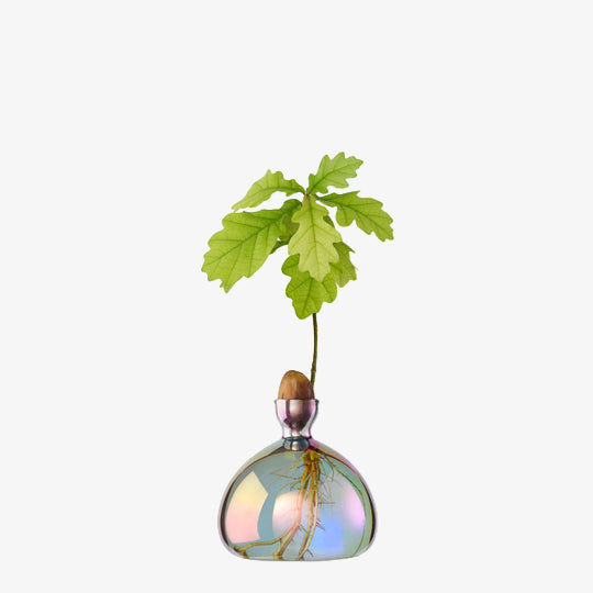 Acorn Vase - Cosmic Vega