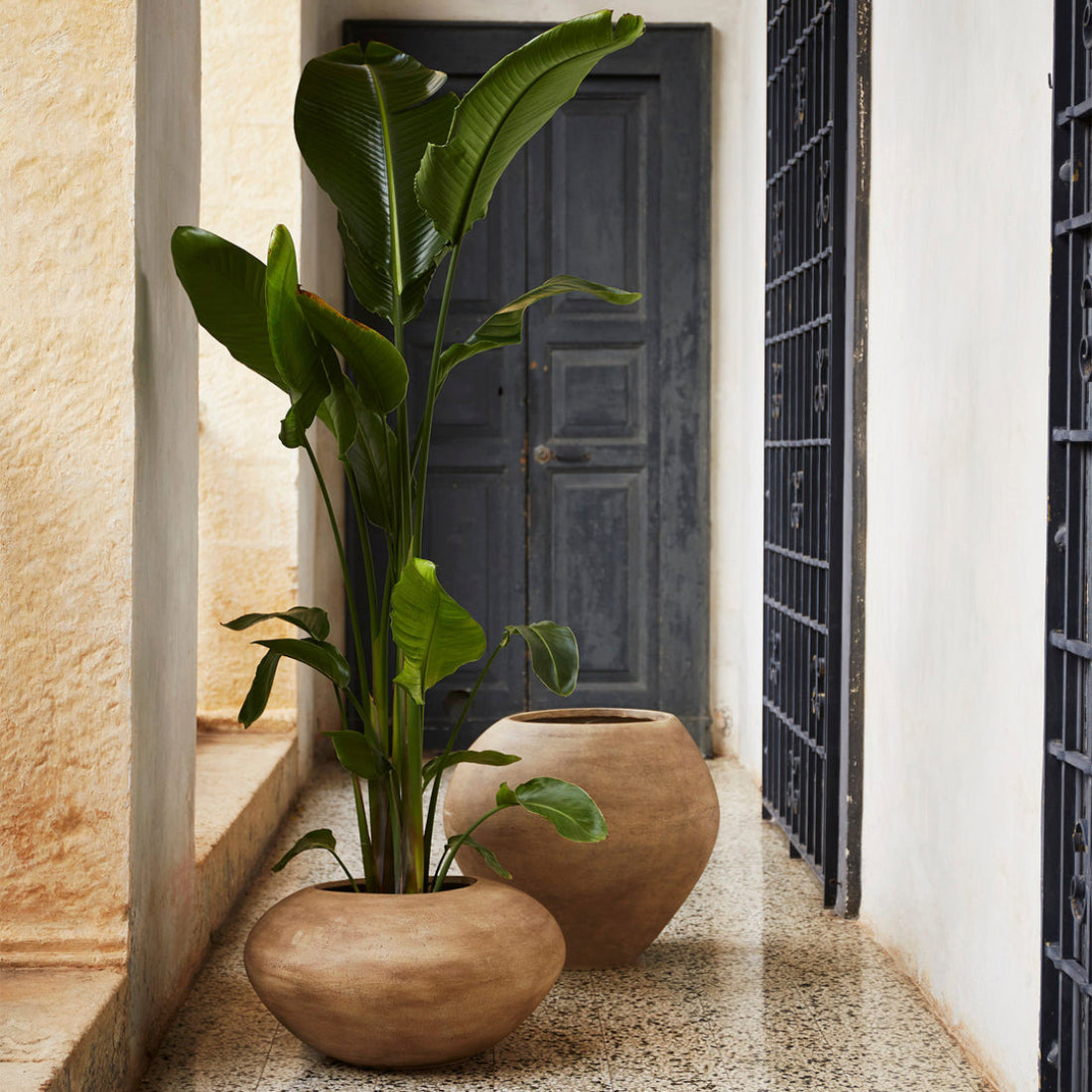 Dodu Pot - Tall