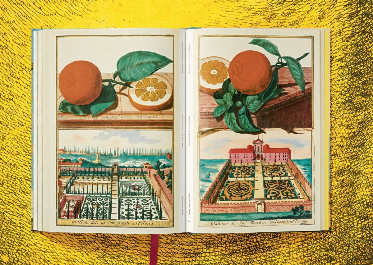 J. C. Volkamer. The Book of Citrus Fruits XXL