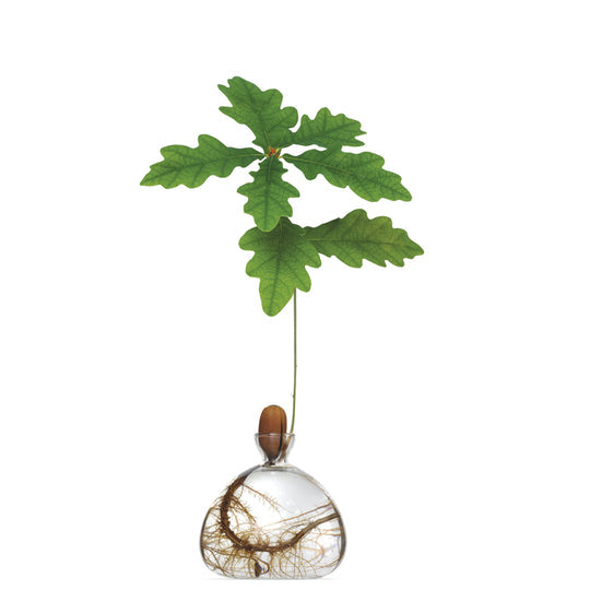 Acorn Vase  - Clear