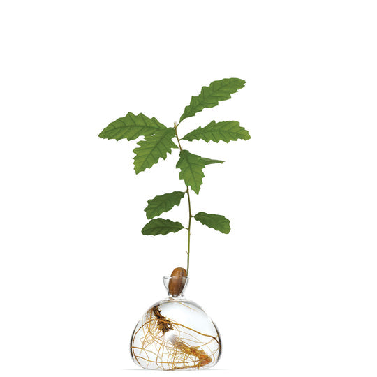 Acorn Vase  - Clear