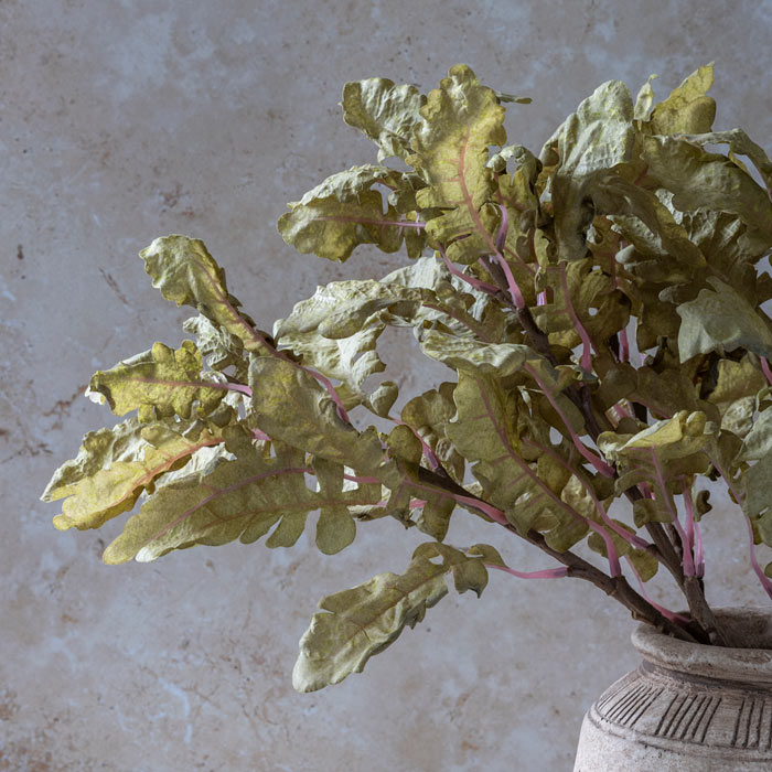 Ragwort Stem