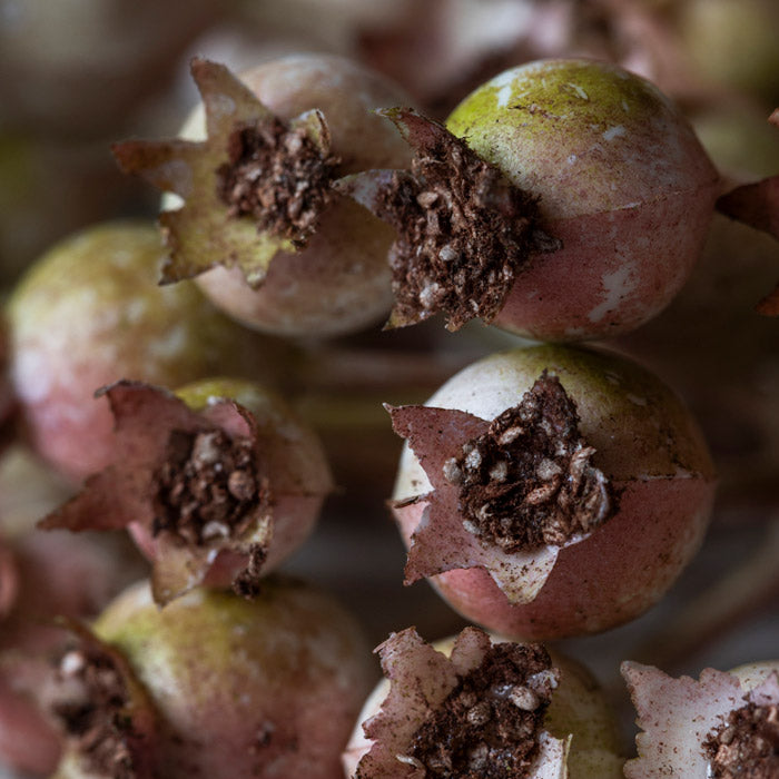 Rose Hip Bunch Blush