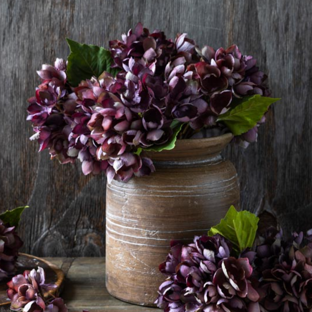 Hydrangea Damson