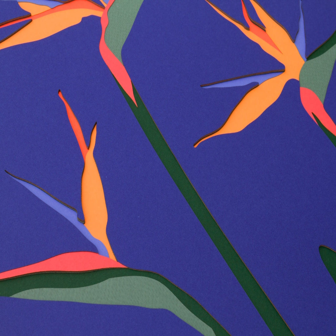 Lapis Bird of Paradise