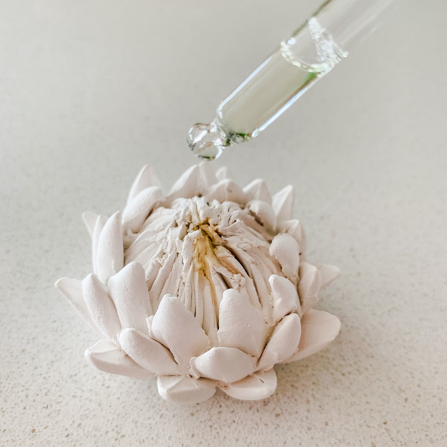 Essential King Protea For Essential Oils