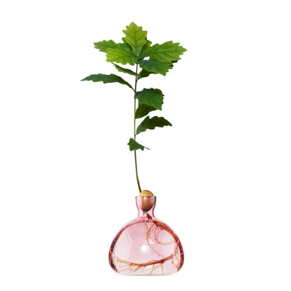 Acorn Vase - Rose Pink